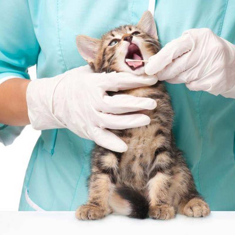 Veterinary