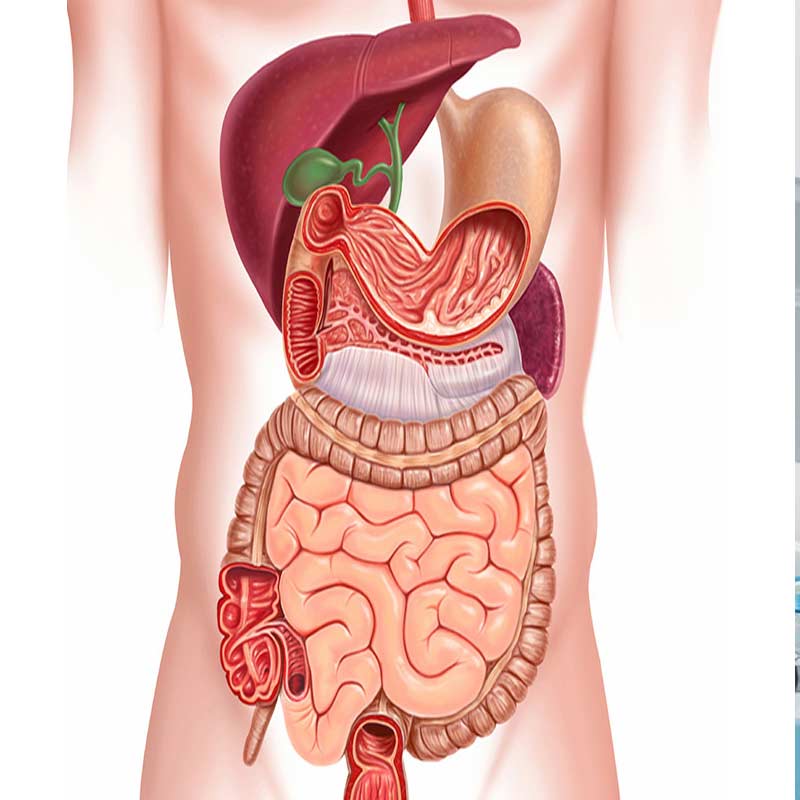 Gastroenterology